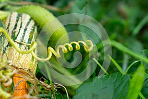 Macro of the green plant with curly plant in the shape of spiral.