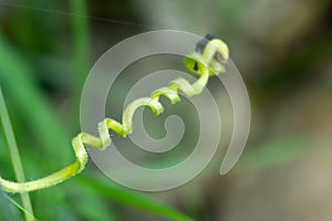 Macro of the green plant with curly plant in the shape of spiral.