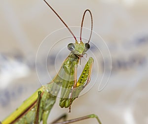 Macro green praying mantis bites its antennae