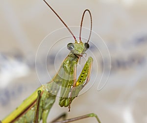 Macro green praying mantis bites its antennae photo