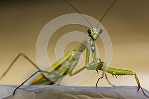 Macro green praying mantis seen from front