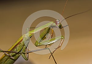 Macro green praying mantis seen from side