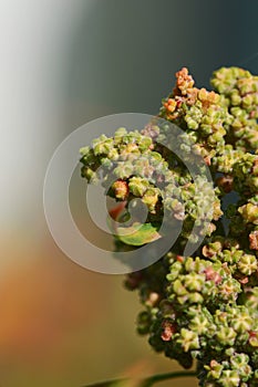 Macro of green quinoa flowers maturing on the plant