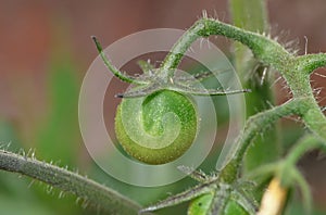 Macro of green / red / orange tomatoes / flowers growing in the garden, photo taken in the UK