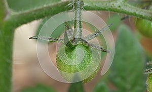 Macro of green / red / orange tomatoes / flowers growing in the garden, photo taken in the UK