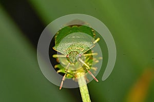 Macro Green Shieldbug aka Palomena prasina - front view photo