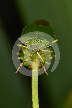 Macro Green Shieldbug aka Palomena prasina - front view photo