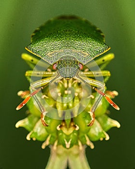 Macro Green Shieldbug aka Palomena prasina - front view photo