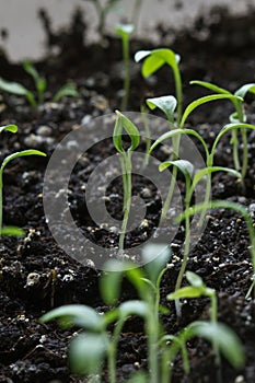 Macro green shoots young grass