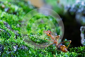 Macro of Green tree ant, Green tree ant Macro, Macro Ants, Oecophylla smaragdina, Oecophylla, Small ant, Beautiful ants, Cute ant