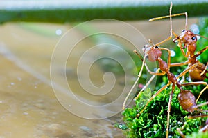Macro of Green tree ant, Green tree ant Macro, Macro Ants, Oecophylla smaragdina, Oecophylla, Small ant, Beautiful ants, Cute ant