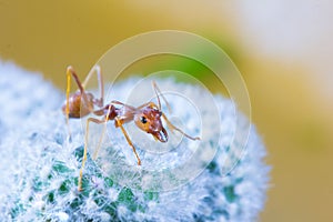 Macro of Green tree ant, Green tree ant Macro, Macro Ants, Oecophylla smaragdina, Oecophylla, Small ant, Beautiful ants, Cute ant