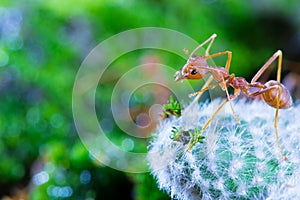 Macro of Green tree ant, Green tree ant Macro, Macro Ants, Oecophylla smaragdina, Oecophylla, Small ant, Beautiful ants, Cute ant