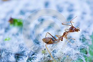 Macro of Green tree ant, Green tree ant Macro, Macro Ants, Oecophylla smaragdina, Oecophylla, Small ant, Beautiful ants, Cute ant photo