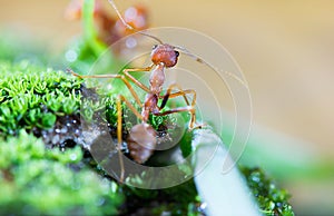 Macro of Green tree ant, Green tree ant Macro, Macro Ants, Oecophylla smaragdina, Oecophylla, Small ant, Beautiful ants, Cute ant photo