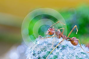 Macro of Green tree ant, Green tree ant Macro, Macro Ants, Oecophylla smaragdina, Oecophylla, Small ant, Beautiful ants, Cute ant photo