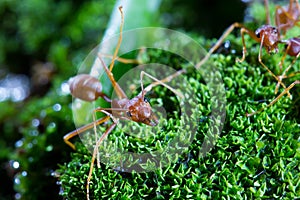 Macro of Green tree ant, Green tree ant Macro, Macro Ants, Oecophylla smaragdina, Oecophylla, Small ant, Beautiful ants, Cute ant photo