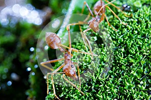 Macro of Green tree ant, Green tree ant Macro, Macro Ants, Oecophylla smaragdina, Oecophylla, Small ant, Beautiful ants, Cute ant photo