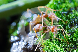Macro of Green tree ant, Green tree ant Macro, Macro Ants, Oecophylla smaragdina, Oecophylla, Small ant, Beautiful ants, Cute ant photo