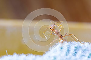 Macro of Green tree ant, Green tree ant Macro, Macro Ants, Oecophylla smaragdina, Oecophylla, Small ant, Beautiful ants, Cute ant photo