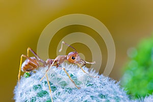 Macro of Green tree ant, Green tree ant Macro, Macro Ants, Oecophylla smaragdina, Oecophylla, Small ant, Beautiful ants, Cute ant photo