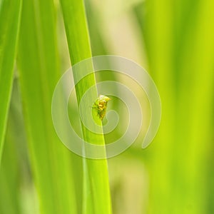 Macro of a green tree hopper