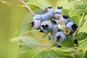 Macro of green wild blueberries growing in summer