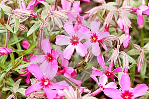 Macro Group pink moss or cherry blossom at shibazakura festival