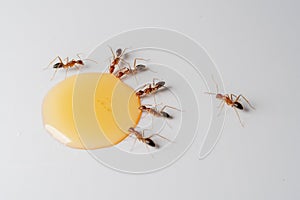 Ants eating honey drop on a white background
