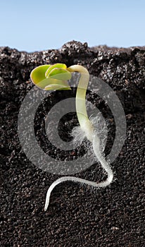 Macro of growing under ground cucumber sprout