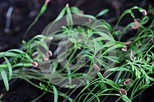 Macro grown microgreen and micro biotics