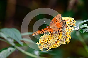 Macro of a Gulf Fritillary butterfly on sun-gold flowers