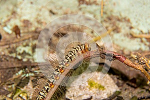 macro of the hairy caterpillar ,worm on the grass , it can make