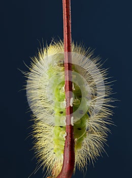 Macro of hairy yellow caterpillar