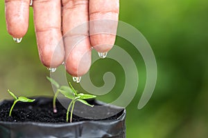 Macro hand with water drop to watering to young plant in plastic