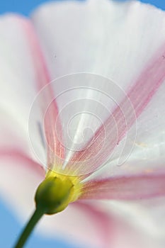 Macro of a harebell on blu sky photo