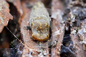Macro head of adult Caucasian mollusk Arion ater slug on tree ba