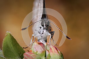 Macro of the head and antenna on a Spring Azure Gossamer butterfly