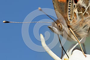 Macro of head and body of painted lady butterfly photo