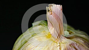 Macro of head of garlic