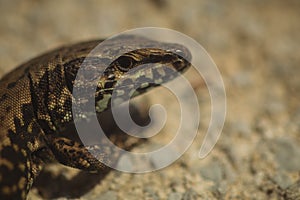 Macro of a head of a sand lizard