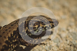 Macro of a head of a sand lizard