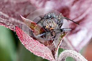 Macro head shot of a house fly (Blue Bottle Fly)