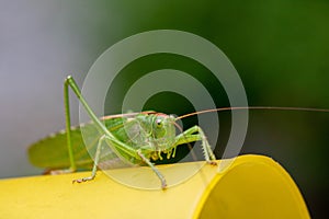 Macro head view close-up of a Great Green Bush-cricket, Tettigonia viridissima. Horizontal, copy space