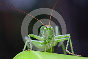 Macro head view close-up of a Great Green Bush-cricket, Tettigonia viridissima. Horizontal, copy space