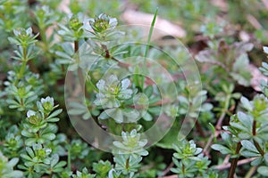 Macro of heath bedstraw (Galium saxatile) in spring