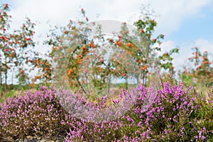 Macro heather flowers with sorbus trees in background photo