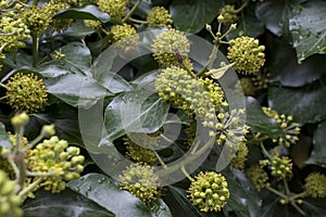 Macro of Hedera, commonly called ivy, the family Araliaceae.