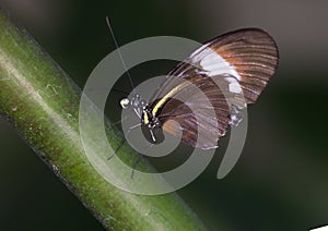 Macro Heliconius heurippa, a Longwing Butterfly
