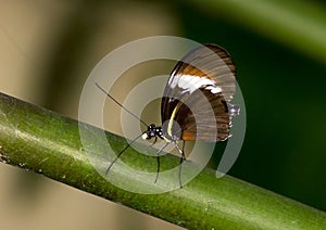 Macro Heliconius heurippa, a Longwing Butterfly